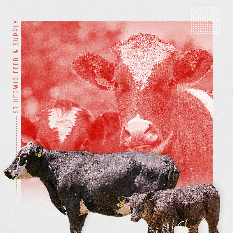 Farm Flock Hedwig, TX St. Hedwig Feed