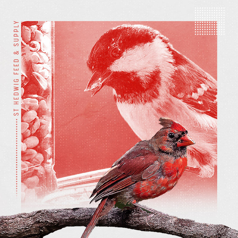 Lawn & Garden Hedwig, TX St. Hedwig Feed