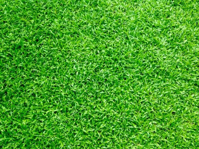 Athens Seed Carpetgrass Coated