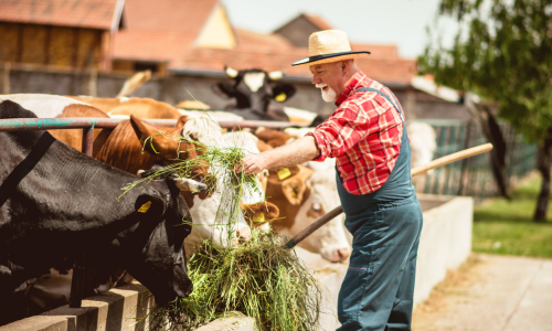 A farmer in overalls and a straw hat feeds a group of cows in a sunny farm setting. He holds fresh green grass, conveying a sense of rural tranquility.