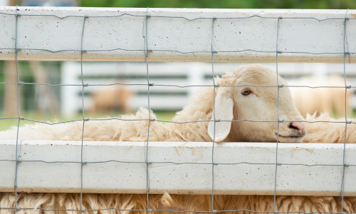 Sheep resting against a white fence with wire mesh, gazing contently. Lush greenery and blurred sheep in the background convey a calm rural scene.