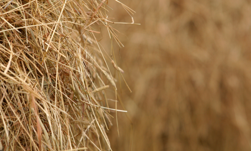 Close-up of a haystack with dry, golden straw textures. The image focuses on the intricate details of the hay, conveying a rustic and earthy tone.