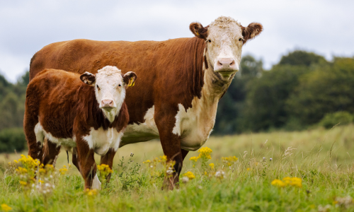 Brown and white cow and calf stand in a lush green field dotted with yellow flowers, set against a backdrop of dense trees under a cloudy sky.