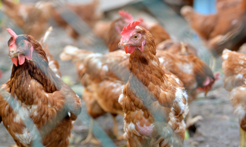A group of brown chickens with white patches stand behind a wire fence. The setting is a farmyard, creating a lively, rustic atmosphere.