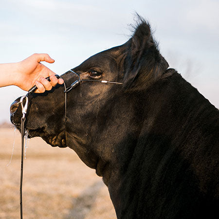 Sullivan Supply Phantom Cattle Cable Halter w/Ghost Grip