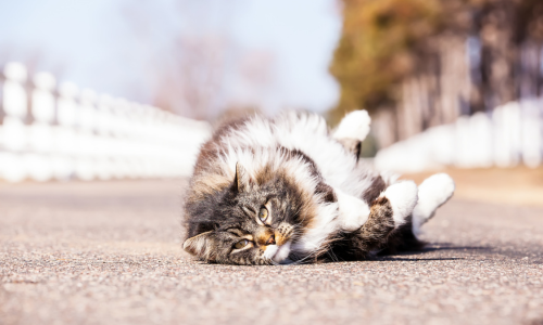 Fluffy cat lies playfully on a sunlit road. Its fur contrasts with the smooth pavement, while a white fence and blurred trees line the background.