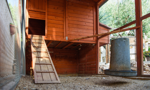 A red wooden chicken coop with a slanted ramp leads to an entrance, surrounded by a wire mesh enclosure. A metal feeder hangs nearby on a gravel floor.
