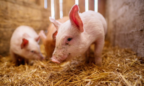 Three curious piglets stand on golden straw in a wooden barn. Their pink ears perk up, conveying a playful and lively atmosphere.