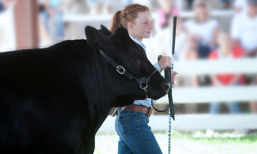 A young girl in a blue shirt and jeans confidently leads a large black cow with a halter at a livestock competition. A blurred crowd sits in the background.