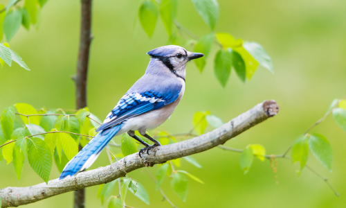 A vibrant blue jay perches on a branch with green leaves, against a soft green background. The bird's striking blue and white plumage stands out, conveying a sense of calm.