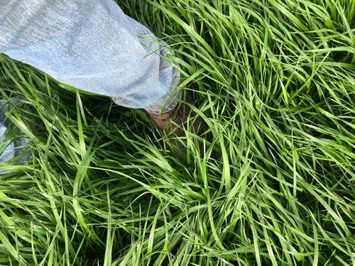 Attain Tetraploid Annual Ryegrass