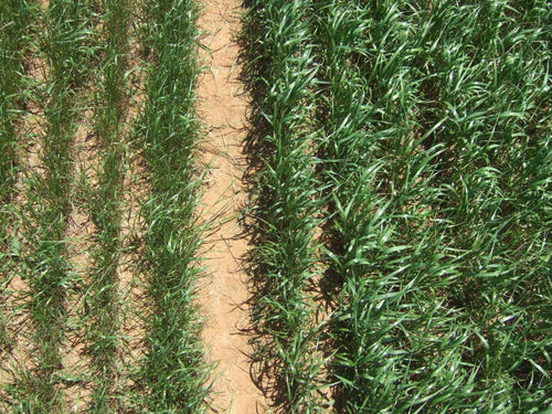 Attain Tetraploid Annual Ryegrass